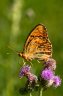 Schmetterling I
